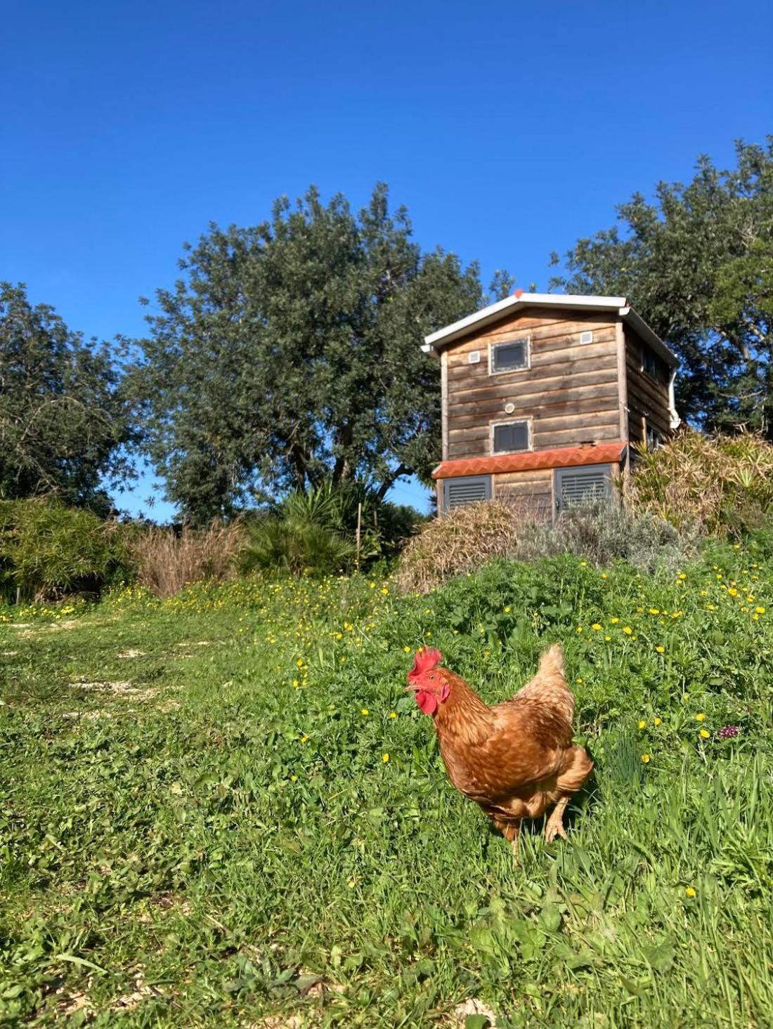 Tiny House Eco Resort Estevais Εξωτερικό φωτογραφία